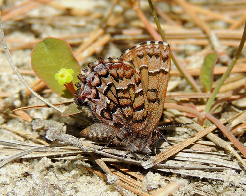 Eastern Pine Elfin