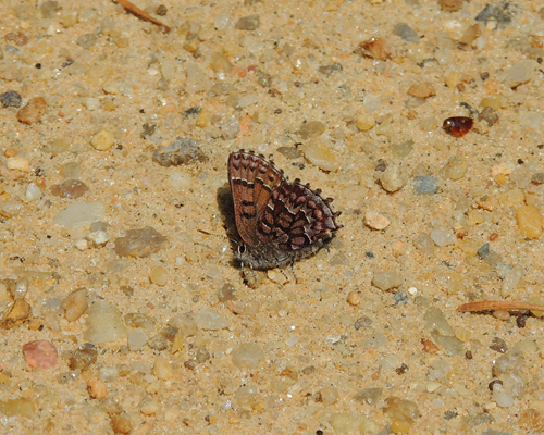 Eastern Pine Elfin