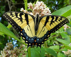 Eastern Tiger Swallowtail