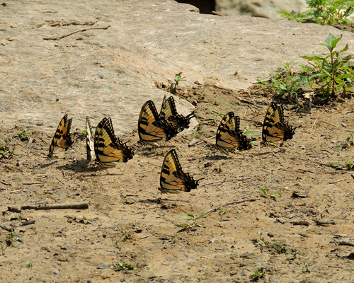 Eastern Tiger Swallowtail