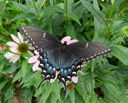 Eastern Tiger Swallowtail