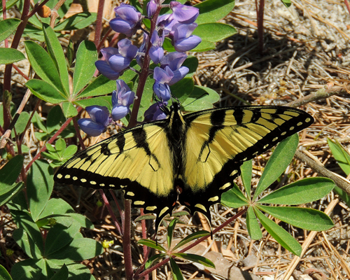 Eastern Tiger Swallowtail
