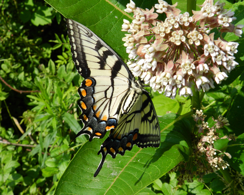 Eastern Tiger Swallowtail