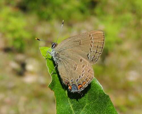 Edwards' Hairstreak