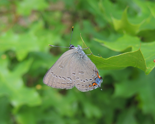 Edwards' Hairstreak