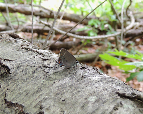 Edwards' Hairstreak