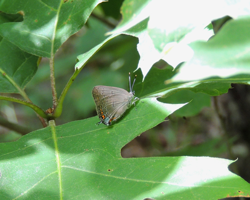 Edwards' Hairstreak