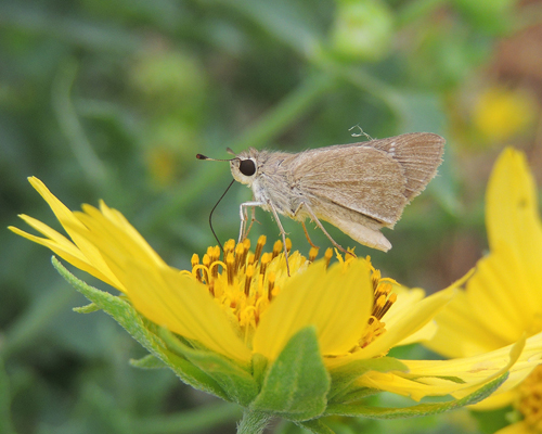Eufala Skipper