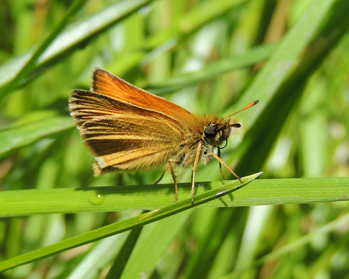 European Skipper