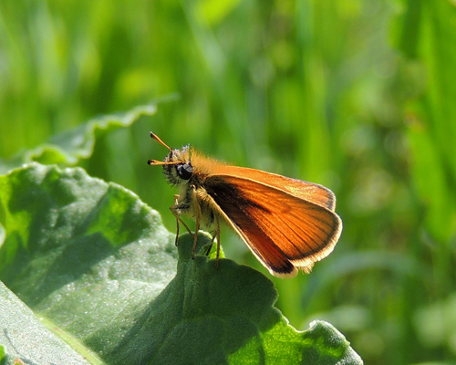 European Skipper