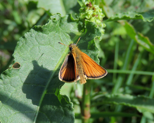 European Skipper