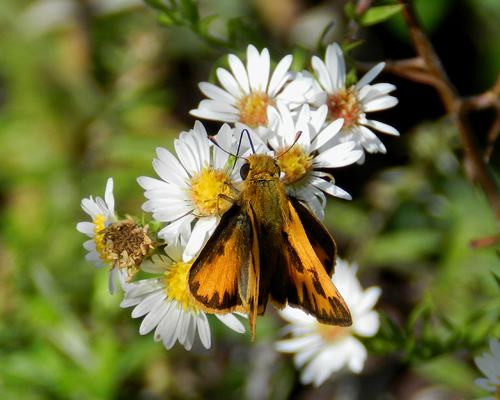 Fiery Skipper