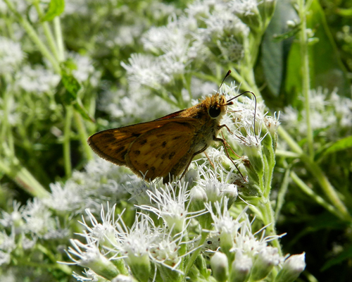 Fiery Skipper