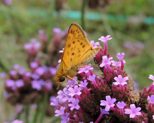 Fiery Skipper