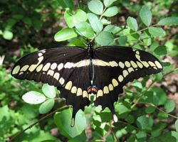 Giant Swallowtail