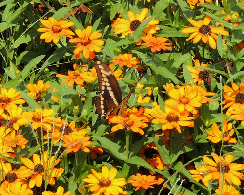 Giant Swallowtail