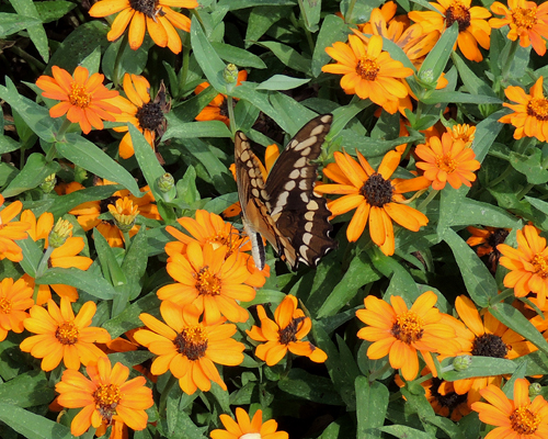 Giant Swallowtail