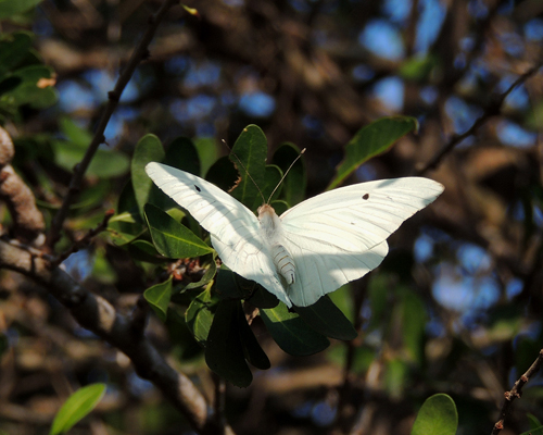 Giant White