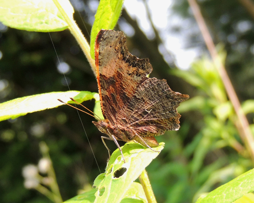 Gray Comma