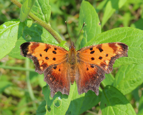 Gray Comma