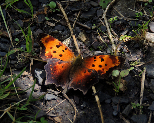 Gray Comma