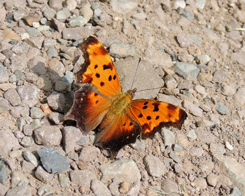 Gray Comma