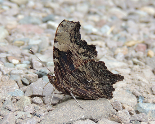 Gray Comma