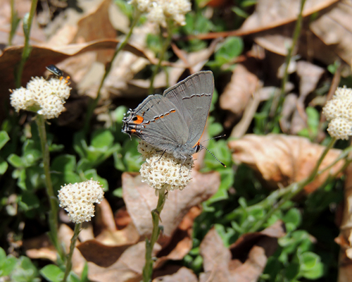 Gray Hairstreak