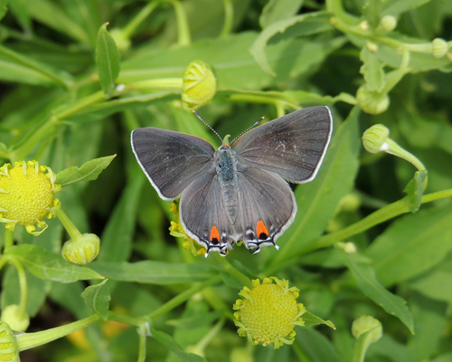 Gray Hairstreak