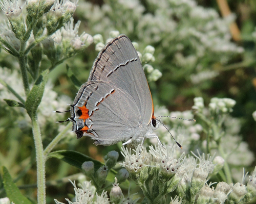 Gray Hairstreak
