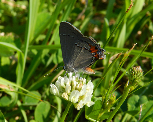 Gray Hairstreak