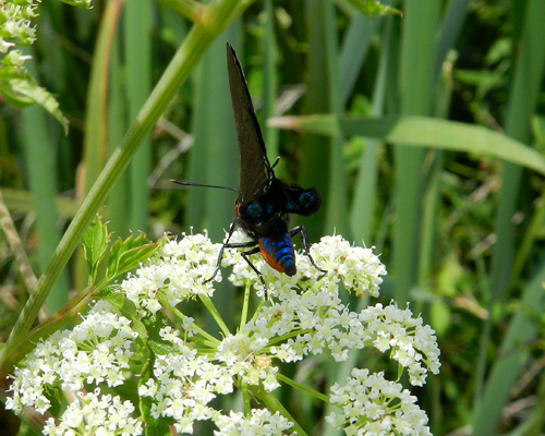 Great Purple Hairstreak