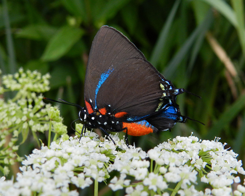 Great Purple Hairstreak