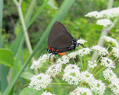 Great Purple Hairstreak