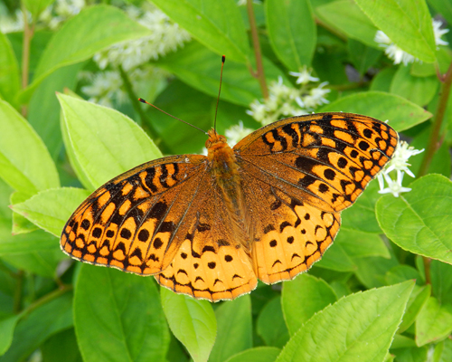 Great Spangled Fritillary