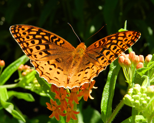 Great Spangled Fritillary
