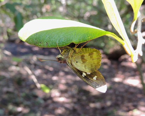 Hammock Skipper