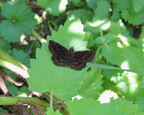 Hayhurst's Scallopwing
