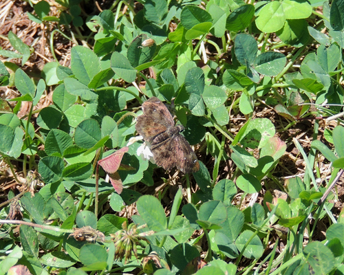 Hayhurst's Scallopwing