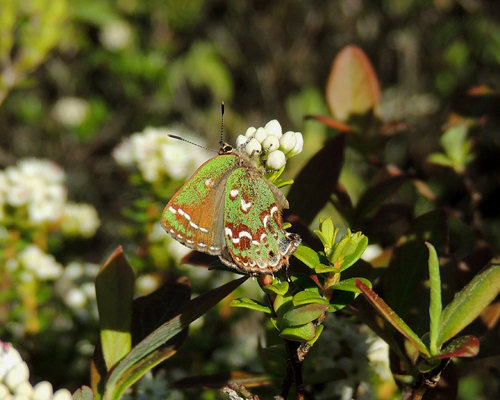Hessel's Hairstreak
