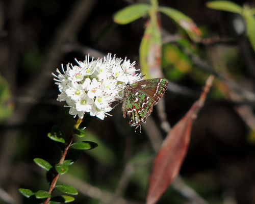 Hessel's Hairstreak