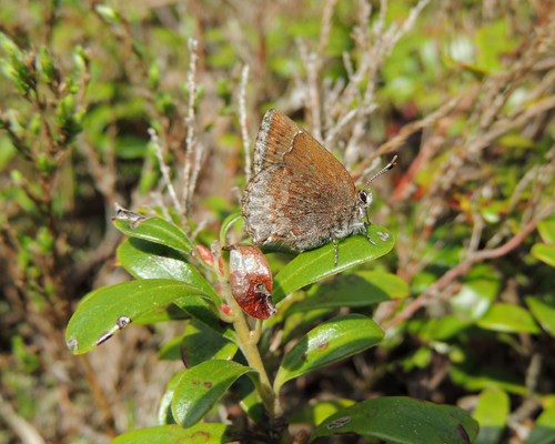 Hoary Elfin