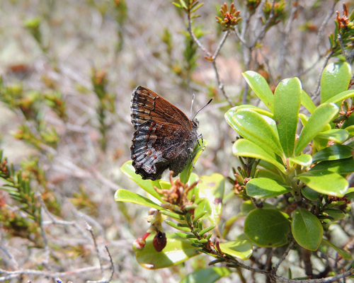 Hoary Elfin