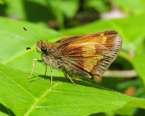 Hobomok Skipper