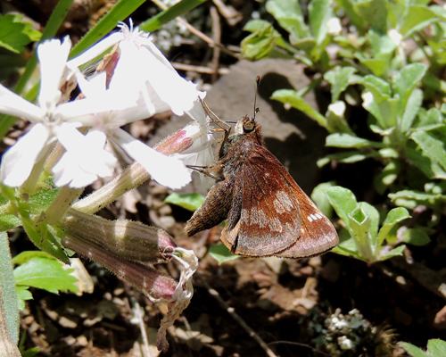 Hobomok Skipper
