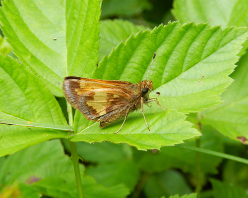Hobomok Skipper