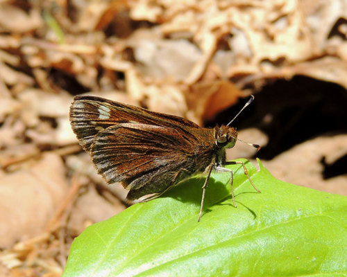 Hobomok Skipper