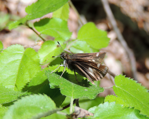 Hobomok Skipper