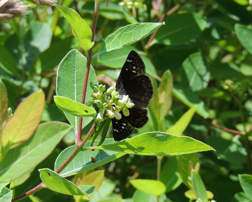 Horace's Duskywing