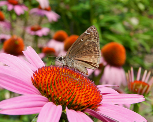Horace's Duskywing